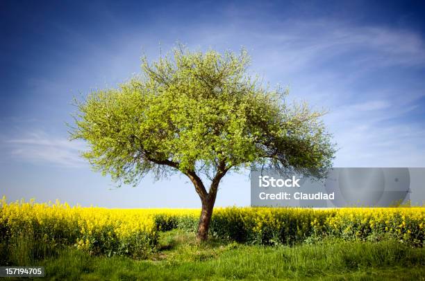 Single Apple Tree Stock Photo - Download Image Now - Apple Tree, Single Object, Agricultural Field