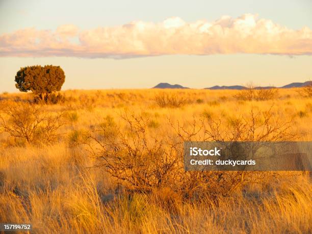 Ginepro E Mesquite - Fotografie stock e altre immagini di Albero - Albero, Ambientazione esterna, Area selvatica