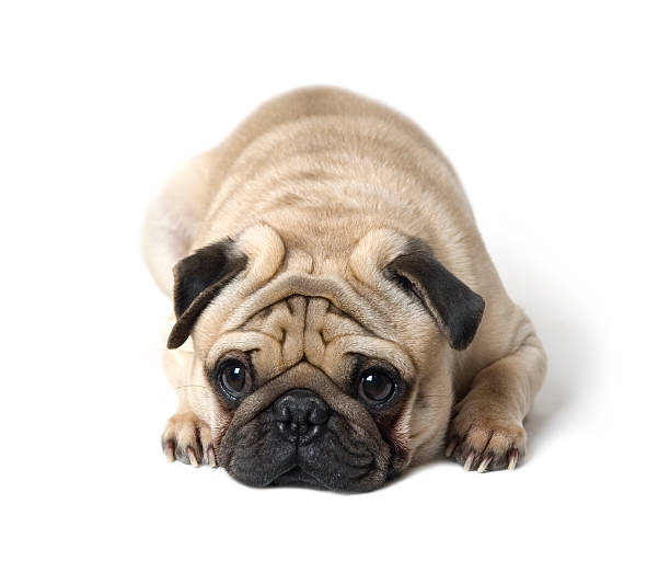 Pug  pug stock pictures, royalty-free photos & images