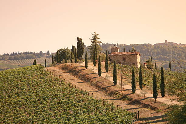 vinha no pôr do sol volpaia de chianti - clear sky italy tuscany image imagens e fotografias de stock