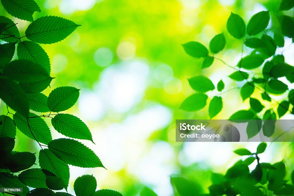 Hojas verdes frescas - Foto de stock de Abstracto libre de derechos