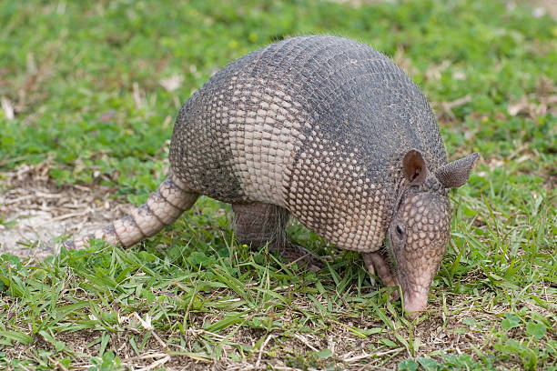 Armadillo  armadillo stock pictures, royalty-free photos & images