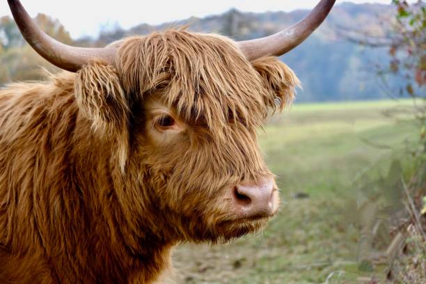 Highland cattle