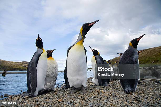 キングペンギン南ジョージア - ペンギンのストックフォトや画像を多数ご用意 - ペンギン, サウスジョージア諸島, カラフル