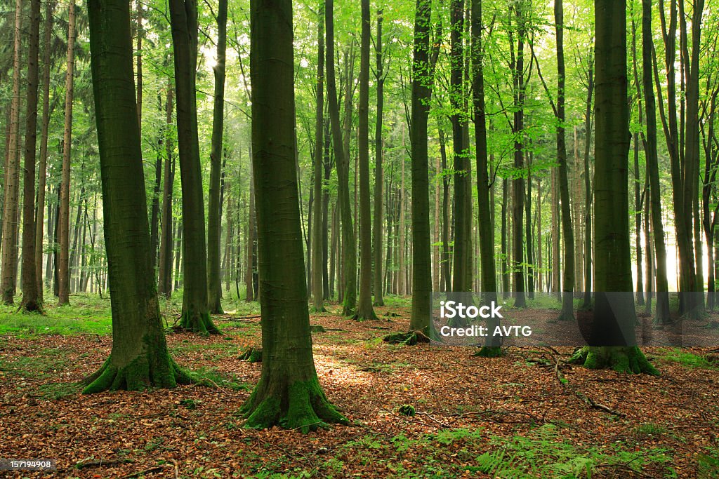 Nur Forest - Lizenzfrei Ast - Pflanzenbestandteil Stock-Foto