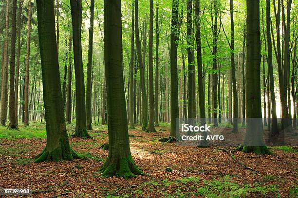 Nur Forest Stockfoto und mehr Bilder von Ast - Pflanzenbestandteil - Ast - Pflanzenbestandteil, Baum, Blatt - Pflanzenbestandteile