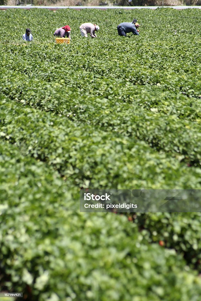 Harvesting Strawberrys  Farm Worker Stock Photo