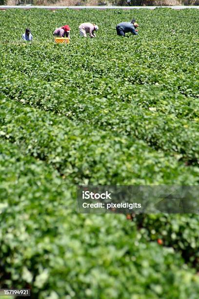 Harvesting Strawberrys Stock Photo - Download Image Now - Farm Worker, Picking - Harvesting, Strawberry