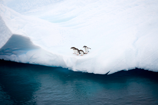 Gentoo penguin diving into the ocean at Paradise Harbor, Antarctic Peninsula.