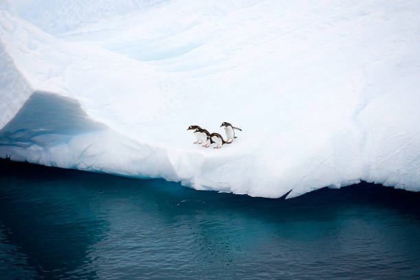 penguins on iceberg antarctica  antarctica penguin bird animal stock pictures, royalty-free photos & images