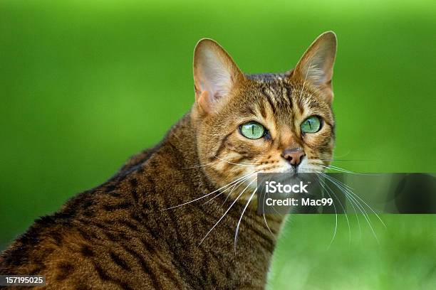 Gatto Del Bengala - Fotografie stock e altre immagini di Gatto del Bengala - Gatto del Bengala, Erba, Gatto domestico