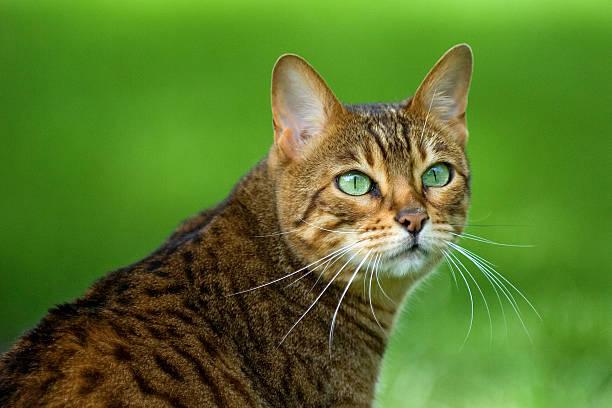 Portrait of a Bengal cat with bright green eyes on grass Bengal Cat portrait with green eyes matching green background bengal cat stock pictures, royalty-free photos & images