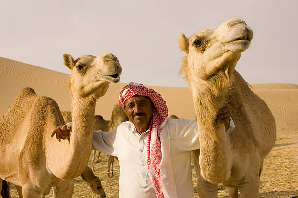close-up ampio angolo girato su un cammello camelfarm - united arab emirates middle eastern ethnicity men camel foto e immagini stock