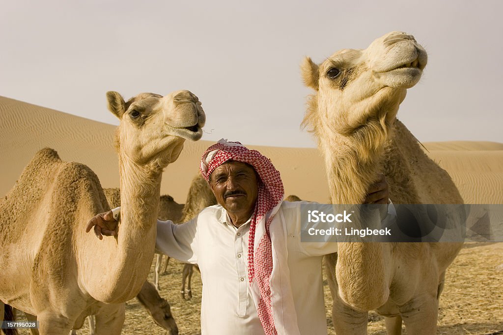 close-up wide-angle shot of  camel on a camelfarm  Adult Stock Photo