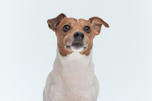 Picture of cute Jack Russell Terrier dog looking away and thinking, sitting against gray studio background