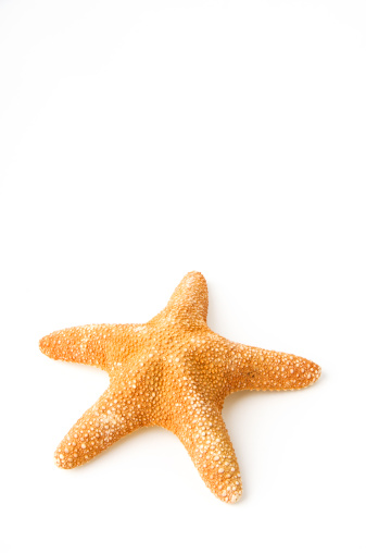 Isoalted starfish in white background