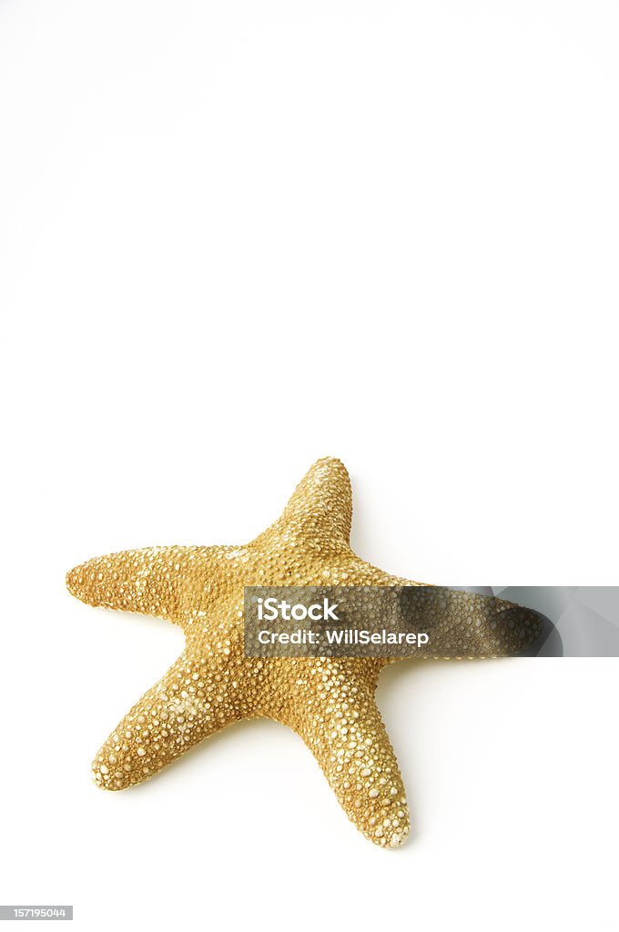 Starfish Isoalted starfish in white background Starfish Stock Photo
