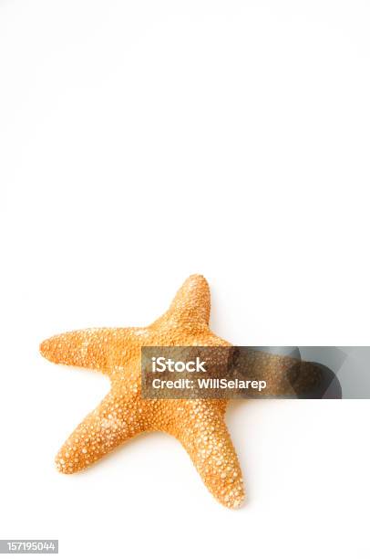 Starfish Stock Photo - Download Image Now - Starfish, White Background, Animal