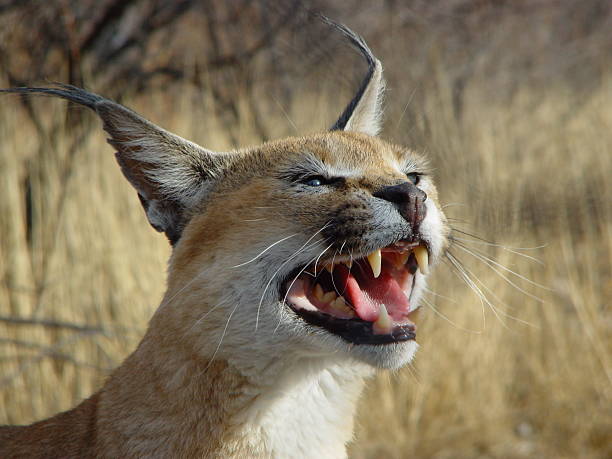 istock Desert Wild Cat Caracal Namibia Africa 157195045