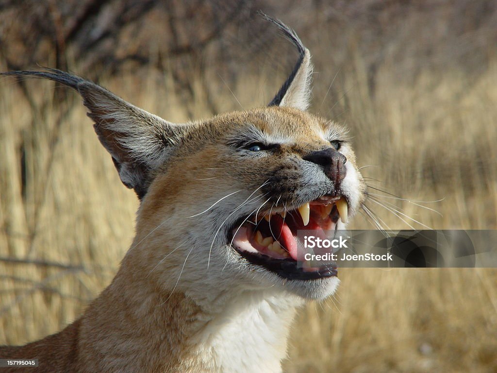 Desert Wild Cat Caracal Namibia Africa  Africa Stock Photo