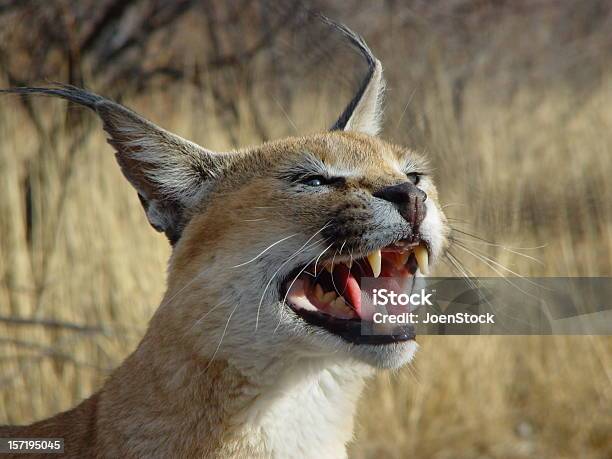 Desert Wild Cat Caracal Namibia Africa Stock Photo - Download Image Now - Africa, Animal, Animals In The Wild