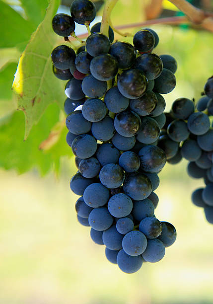 istock Grapes Of Chianti 157195081