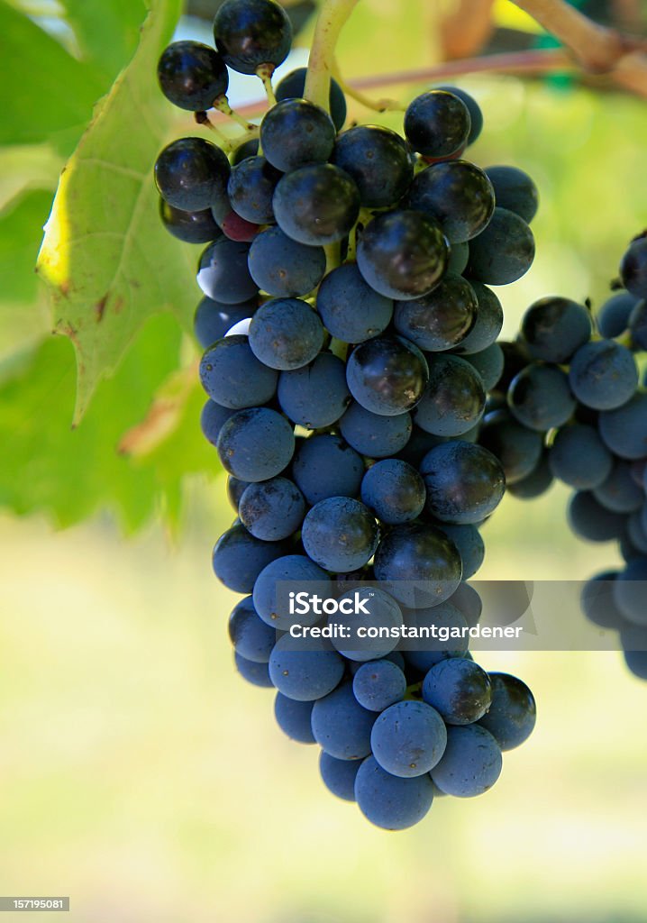 Uvas de Chianti - Foto de stock de Uva royalty-free