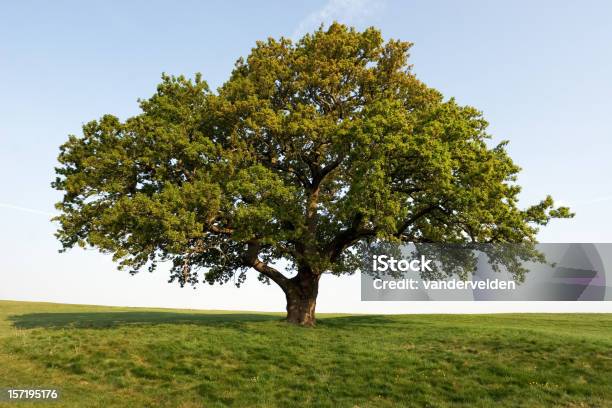 Quercia Di Primavera - Fotografie stock e altre immagini di Quercia - Quercia, Solitudine, Foglia