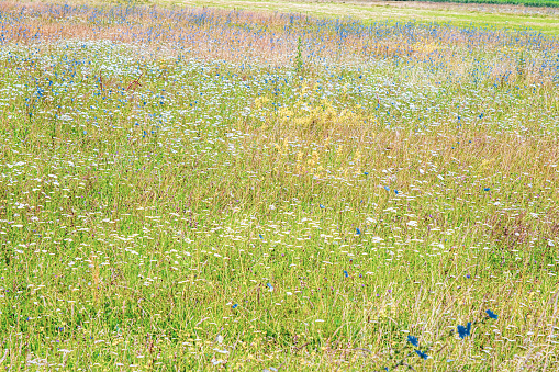 Colourful wild flowers blooming panorama