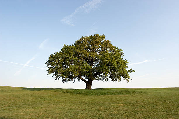 de oak tree - oak tree fotografías e imágenes de stock