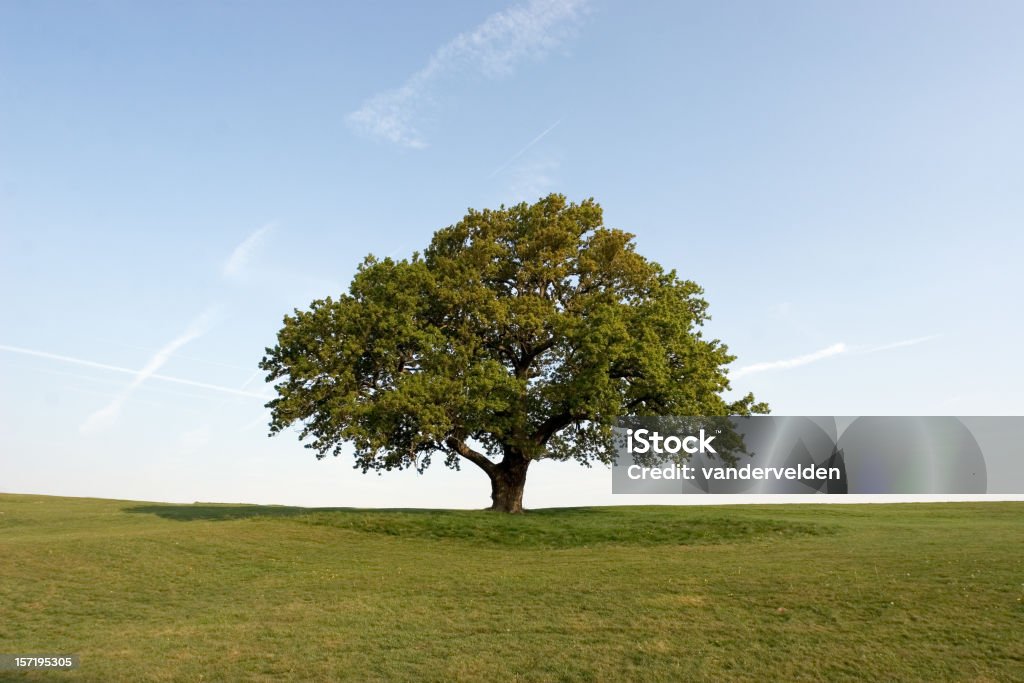 Printemps de chêne - Photo de Chêne libre de droits