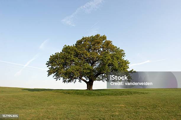 Photo libre de droit de Printemps De Chêne banque d'images et plus d'images libres de droit de Chêne - Chêne, Arbre, Endroit isolé