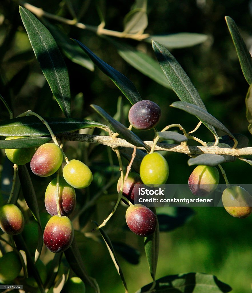 Bunte Olive Branch mit Oliven - Lizenzfrei Olive Stock-Foto