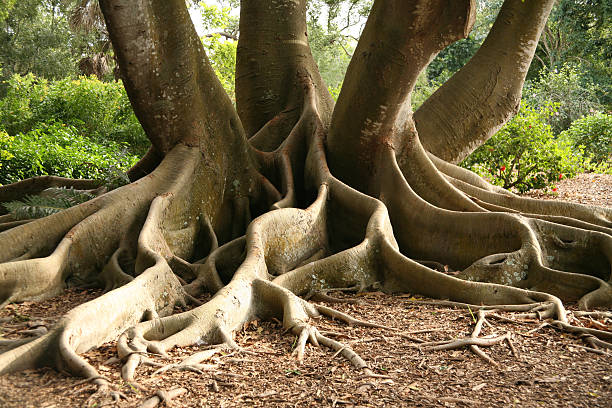baumwurzeln - root tree sarasota tropical climate stock-fotos und bilder