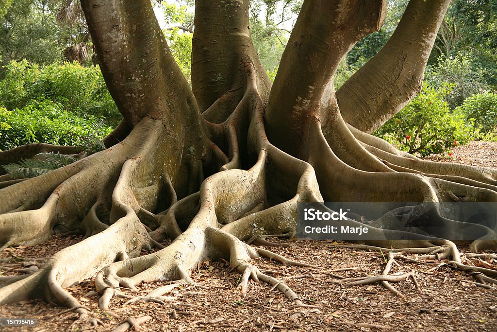 Árbol raíces - Foto de stock de Raíz libre de derechos