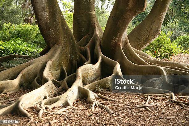 Árbol Raíces Foto de stock y más banco de imágenes de Raíz - Raíz, Árbol, Clima tropical