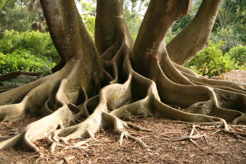 The big roots of a tropical tree. Sarasota, Florida.