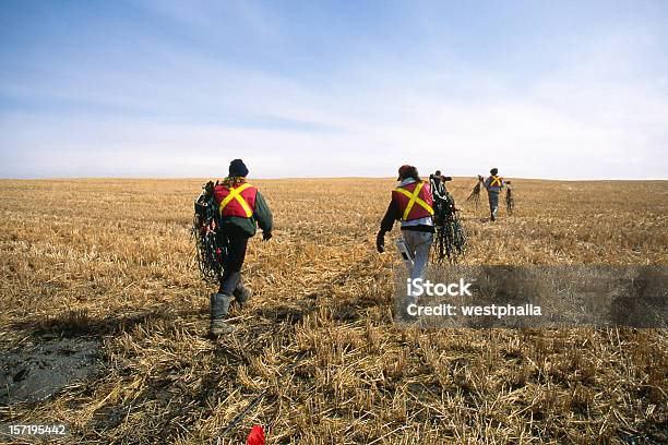 Photo libre de droit de Sismiques Ligne Crew Soulevant Geophone Chaînes De Télévision Par Câble banque d'images et plus d'images libres de droit de Adulte