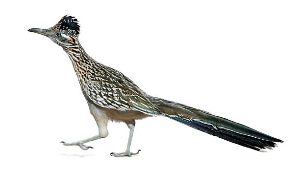 roadrunner - roadrunner - fotografias e filmes do acervo