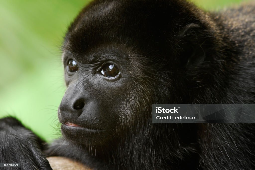 Ritratto di una Scimmia urlatrice - Foto stock royalty-free di Ambientazione esterna