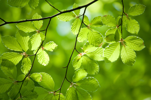 the tree top and leaves of deciduous trees in the nature