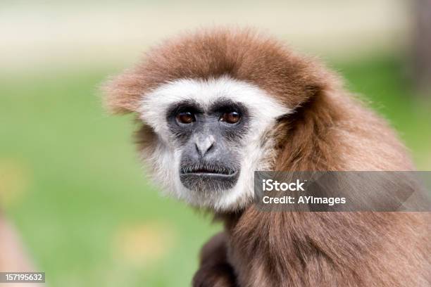 Whitehanded Gibbon Stock Photo - Download Image Now - White-Handed Gibbon, Animal Head, Ape