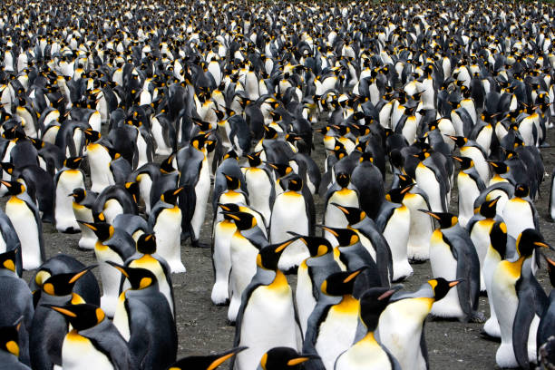 istock penguins to the horizon IV 157195662