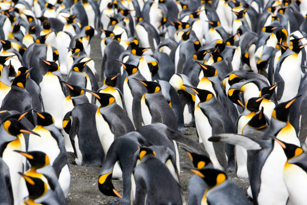 istock penguins to the horizon V 157195663