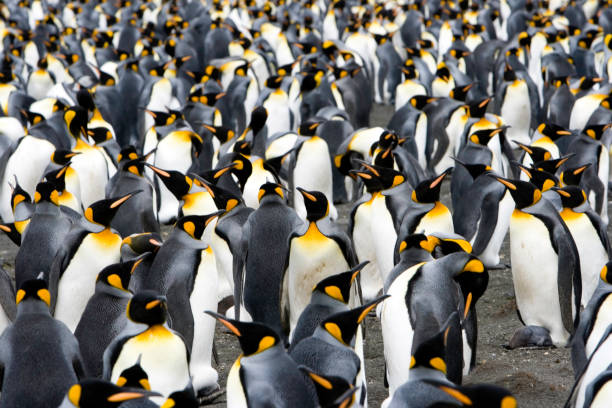 istock penguins to the horizon III 157195665