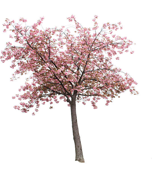 cherry blossom tree aislado - cherry blossom sakura cherry tree tree fotografías e imágenes de stock