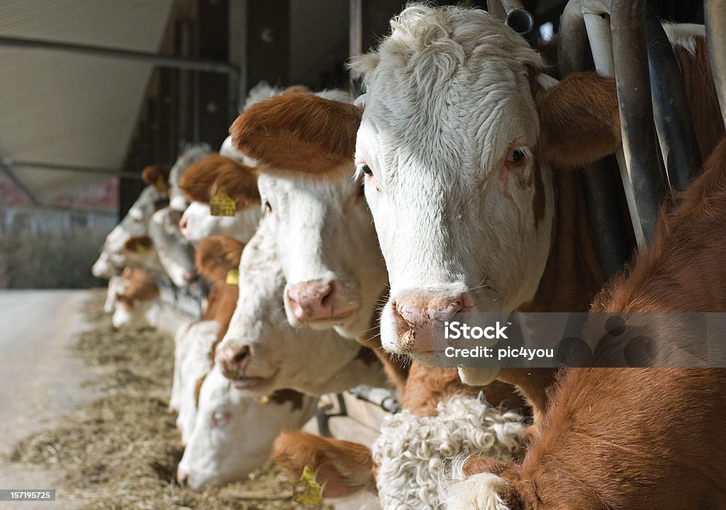 La vaca - Foto de stock de Agricultura libre de derechos