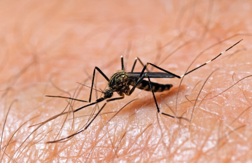 An Aedes japonicus mosquito rests on a human arm.  Aedes japonicus are new to the United States and may be possible West Nile Vectors.  See more of my mosquito shots here: 