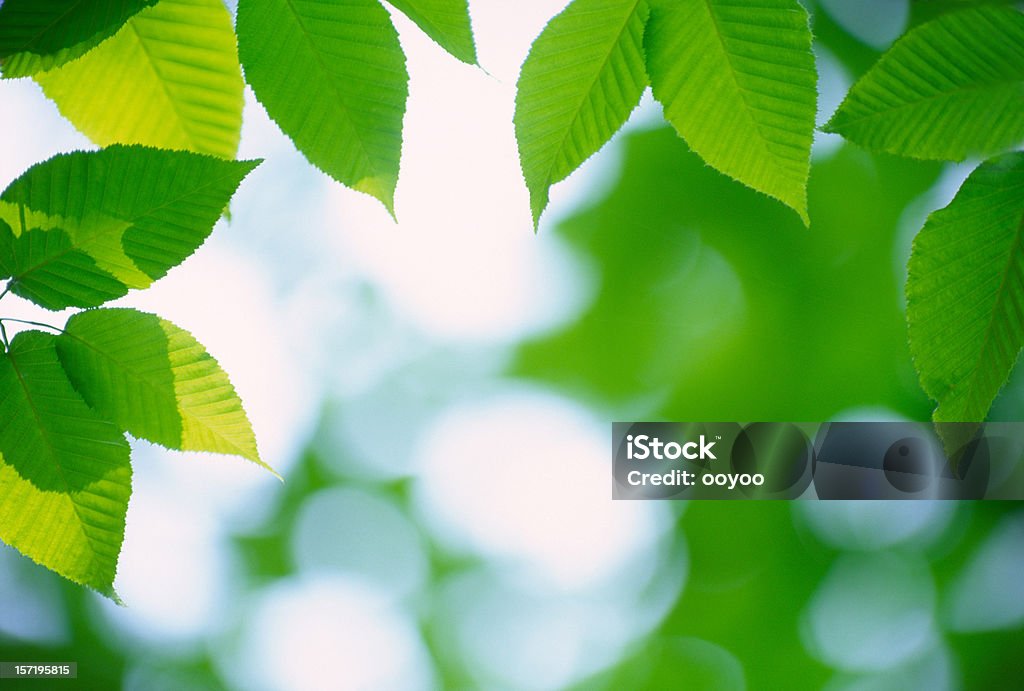 Green leaves  Backgrounds Stock Photo