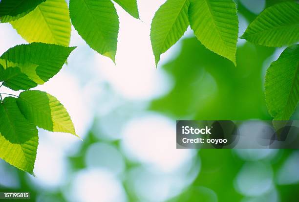 Green Leaves Stock Photo - Download Image Now - Backgrounds, Beauty In Nature, Branch - Plant Part